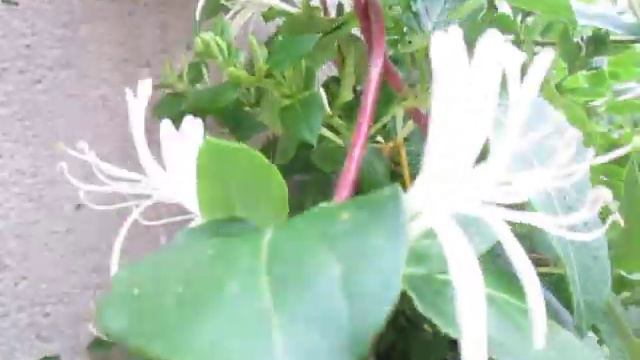 Le chèvrefeuille après l'orage d'hier soir. Le 30 avril 2018. смотреть онлайн