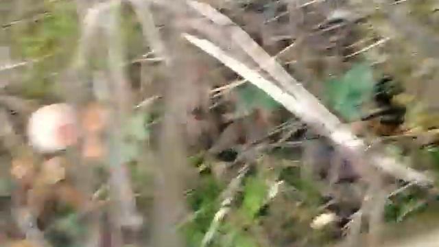 КАК ОТЛИЧИТЬ ГРИБ РЯДОВКУ СЕРУЮ ОТ ПОГАНКИ? смотреть онлайн