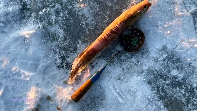 ОСТАЛСЯ ОДИН на разливах. Лёд растет. Ловлю налимов #Подлёднаярыбалка