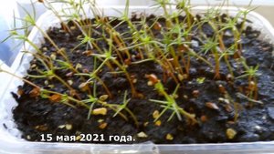Выращивание кипариса из семян. Эффект одуванчика.