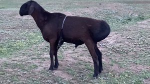 Огромный гисар баран 19 июня 2023 г.