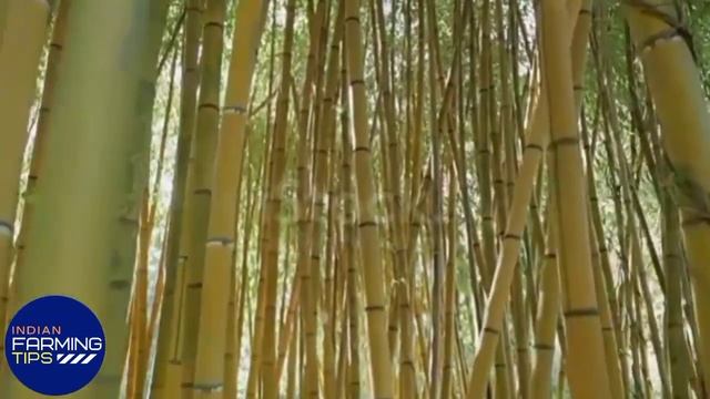 How to Grow Golden Bamboo from Cuttings at Your Home | Easy Way to Propagate Golden Bamboo смотреть онлайн