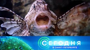 «Сегодня в Санкт-Петербурге»: 22 декабря 2023 года