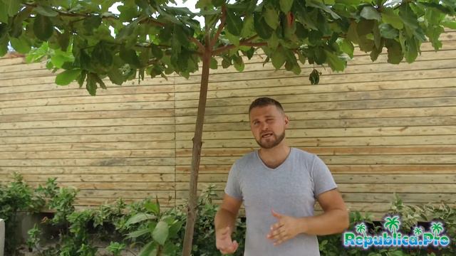 Какая погода в июле в Доминикане? (доминикана. доминикана2017. доминикана цены. доминикана видео)
