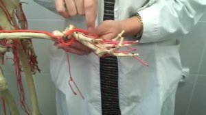 АНАТОМИЯ! Артерии верхней конечности ( плечевая артерия )