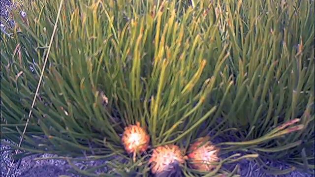 Striped Mouse pollinating Ground Protea flowers смотреть онлайн