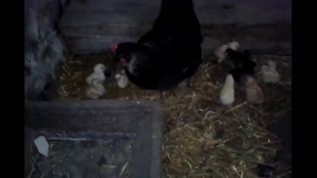 Сельские зарисовки 4 смотреть онлайн