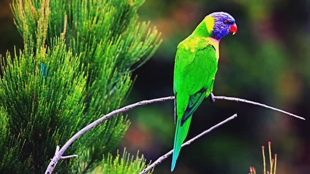 Красочные птицы. Удивительная природа. Звуки природы. Снятие стресса