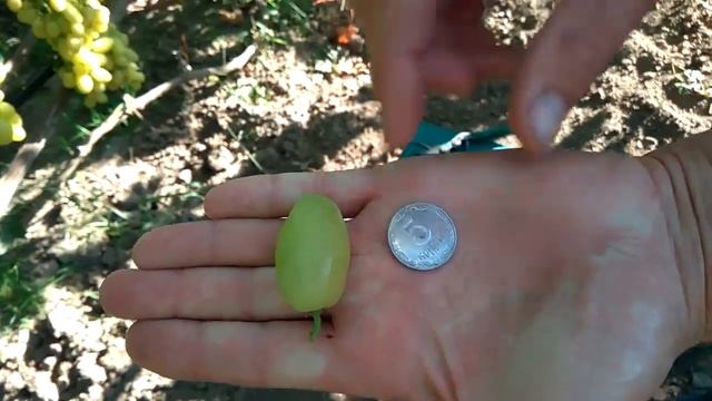 @Який виноград посадити в 2023 Виноград Писанки в Полтаві смотреть онлайн