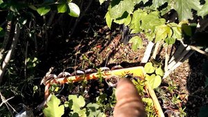 прививка груши на черноплодку