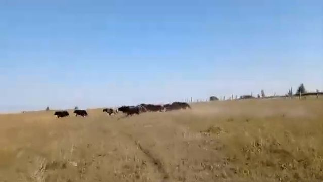 Радмир гоняет яков в Диком поле смотреть онлайн