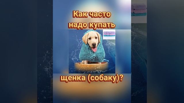 ??? Как часто надо купать щенка (собаку)?