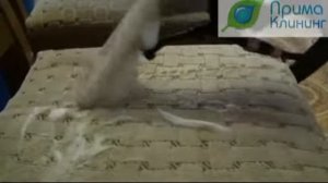 химчистка стула