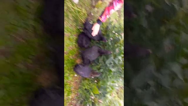 Куры Московская черная смотреть онлайн