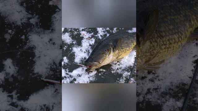 Важное о ротане. Ротан головешка. смотреть онлайн