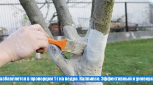 Когда, как и чем обрабатывать яблони весной 2021 года от болезней и вредителей