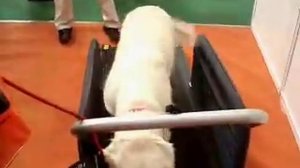 Тренировка на беговой дорожке для собак X-Pet