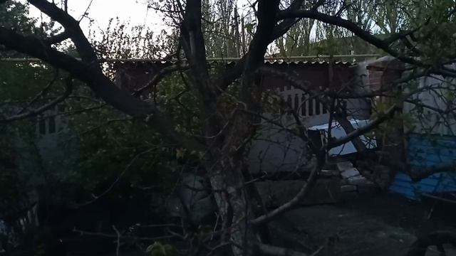 Не обработанный абрикос  и обработанный против монилиоза смотреть онлайн