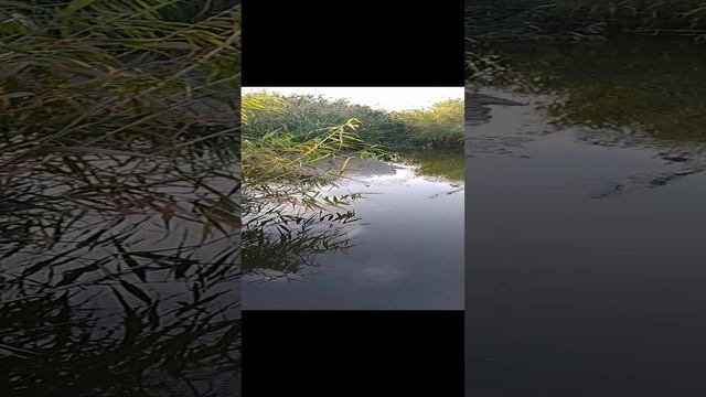 Камыш природа
