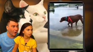 КТО КРУЧЕ? СМЕШНЫЕ КОТЫ или СОБАКИ в ЛАЙК и ТИКТОК! НЕ ЗАСМЕЙСЯ ЧЕЛЛЕНДЖ Funny Cats Dogs Валеришка