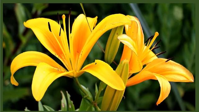 Поздравление дочери, подруге, коллеге смотреть онлайн