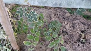 Цветение роз в декабре. Розы в морозы. Кто бы мог подумать, что это возможно!