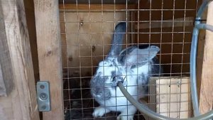 Крол однотонный. Смесь Немецкого строкача и Панона.