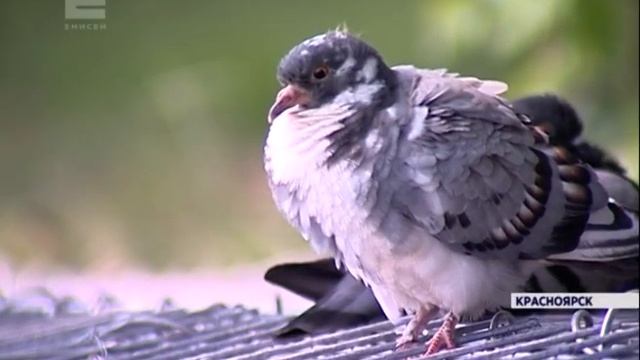 В Красноярск возвращается жара смотреть онлайн