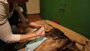 Уход за собакой-инвалидом. Спинальник Ричард.