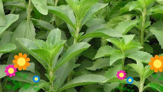 Стевия медовая. Краткий обзор: Стевия медовая описание характеристик, где купить саженцы смотреть онлайн