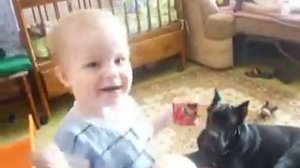 Кане корсо собака-убийца часть первая