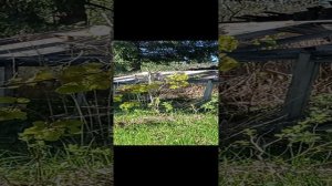 6 лет не была на даче. Май 2024.