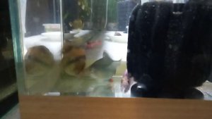 Понедельник день тяжелый... показания воды для нереста