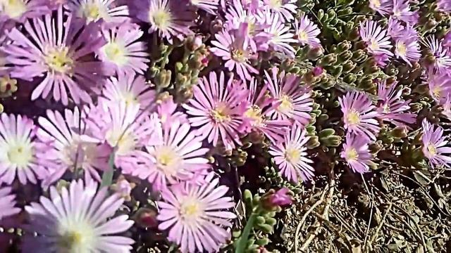 planta de Lampranthus смотреть онлайн
