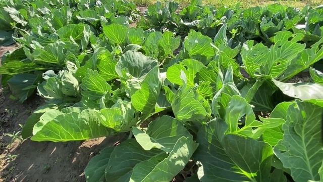 Испытания инсектицидов на капусте, Коломна смотреть онлайн