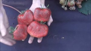 ЦУНАКИ - японский крупномер, клубника, размером с небольшое яблоко.