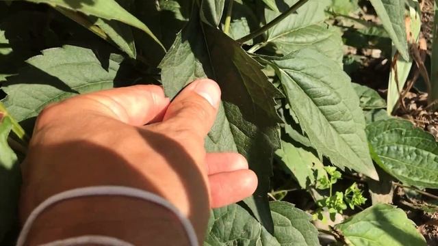 Rudbeckia fulgida 'Goldsturm', Gelber Sonnenhut смотреть онлайн