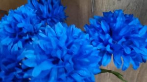 цветок хризантемы синий