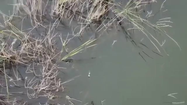 Рыбалка на ферме. Вид с дрона. смотреть онлайн