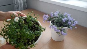 Кампанула зимой / Зимний уход за кампанулой в домашних условиях