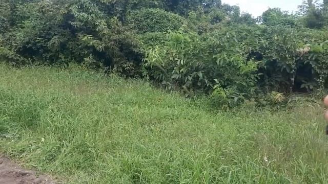 #Урожай картошки)Начала ремонт)Пока Сирены нет надо делать.. смотреть онлайн