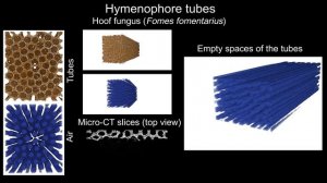 Fomes fomentarius’s H-tubes layer