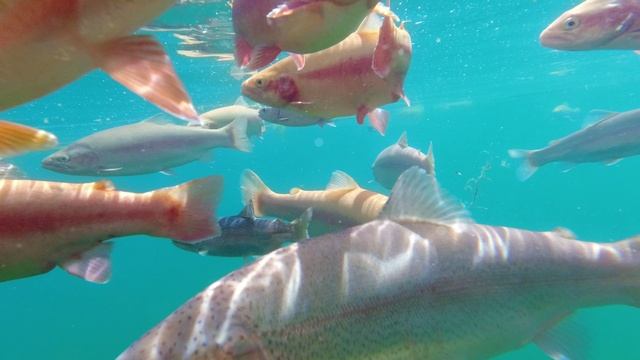 Аквасъёмка на экшен камеру DJI OSMO ACTION 4K/30FPS