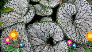 Бруннера крупнолистная Sea Heart. Краткий обзор, описание характеристик, где купить саженцы