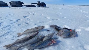 ЛОВЛЯ ВЕСЕННЕГО СУДАКА НА ВИБЫ, ОЗЕРО ЧАНЫ