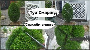 Туя Смарагд. Стрижём вместе.