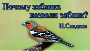 Почему зяблика назвали зяблик Пение зяблика.mp4