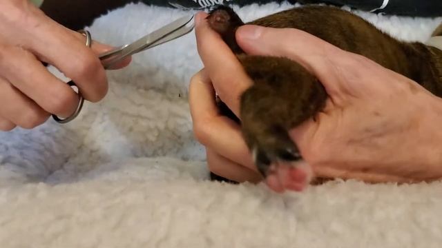 Banded tail maintenance a few days after banding смотреть онлайн