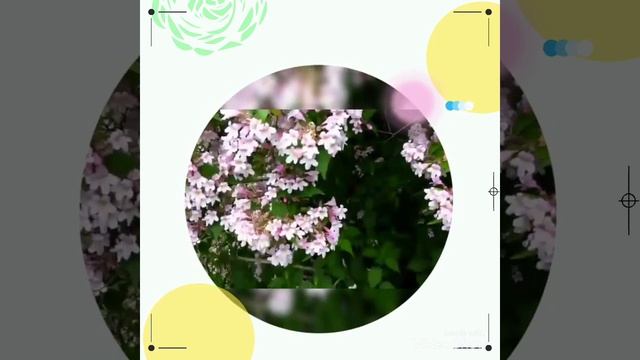 Beautybush (Kolkwitzia Amabilis) смотреть онлайн