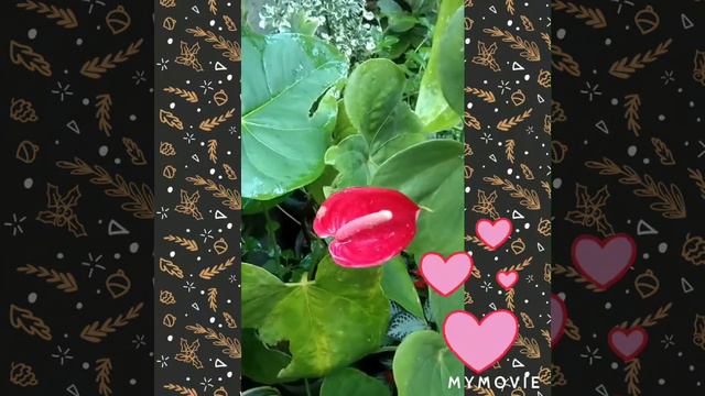 My mesmerizing anthurium to full bloom😍 смотреть онлайн